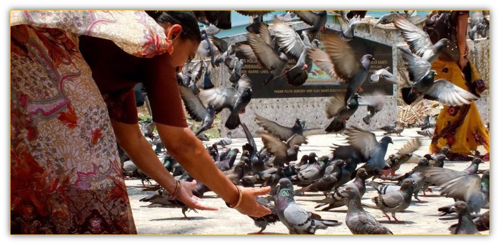 Feeding pigeons at a Jain temple